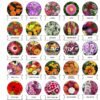 04_99917d64-abcd-4f9e-8f48-a642dc25d110.jpg Flower Seeds Combo – 20 Varieties for Vibrant Gardens