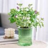 Plant-Water-Pot-03.jpg Self-Watering Bamboo Style Plastic Flower Pot – Easy Indoor Plant Care