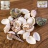 Sea-Stones-1_f3cc4ce6-cea3-4e19-80bc-325b6138f985.jpg Natural Decorative Seashells Set – Coastal Charm for Home Decor