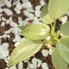 Perlite Soil Conditioner – Enhances Root Growth & Drainage | Indo Glow