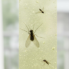 2092621053.png Fly Catcher Sticky Strips – Non-Toxic & Odorless | Grow Vanta